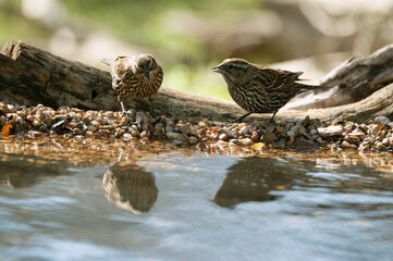 Two female red-winged blackbirds looking at their reflection in the water.