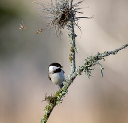Carolina chickadee perched on a branch. Poecile carolinensis.