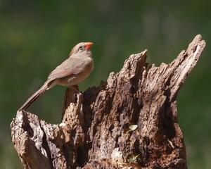 Female northern cardinal perched on a broken tree in a sunlit outdoor setting.