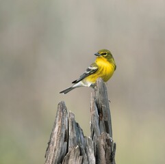 Pine warbler perched on a broken tree. Setophaga pinus.