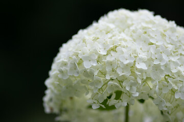 アナベル_紫陽花