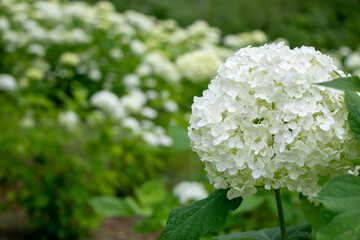 アナベル_紫陽花