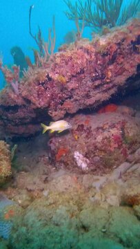 Vertical shot of Gorgonia ventalina animal and fish with coral reefs underwater