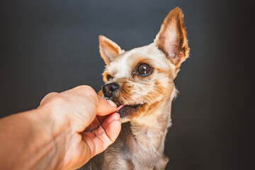 Kleiner Hund bekommt ein Leckerchen