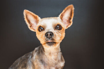 Yorkshire Terrier / Hund