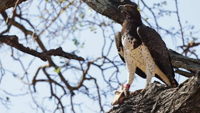 Martial eagle with a steenbok carcass