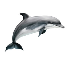 dolphin swimming isolated on white - obrazy, fototapety, plakaty