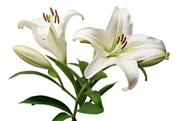 Clipart bouquet of lily, Generative AI