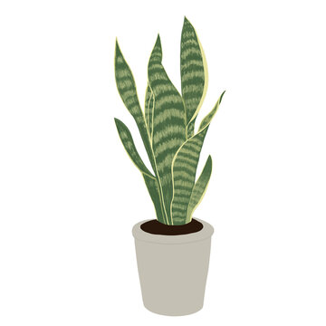 green potted plant
