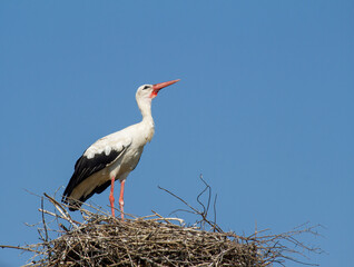 White stork, Ciconia ciconia. The bird stands on the nest against the background of the sky