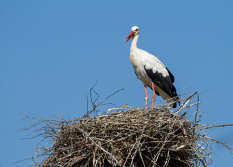 White stork, Ciconia ciconia. The bird stands on the nest against the background of the sky