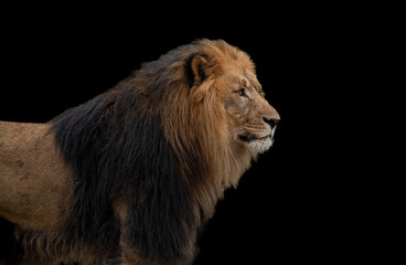 Kopf eines Löwen isoliert vor schwarzem Hintergrund