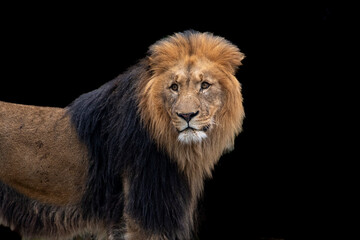 Fototapeta na wymiar Kopf eines Löwen isoliert vor schwarzem Hintergrund