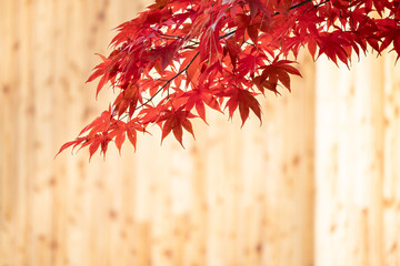 真っ赤に染まった紅葉 木目バック