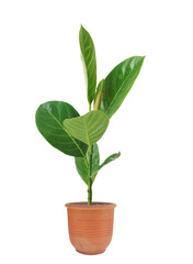 Little Jackfruit tree in flowerpot isolated on transparent background without shadow.