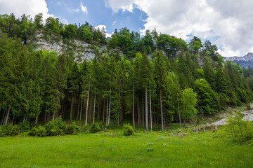 green vally and forest in the mountains