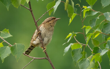 Wendehals (Jynx torquilla)