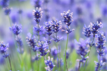 Lavender wild flowers soft focus 