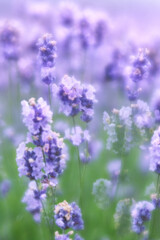 Lavender wild flowers soft focus 