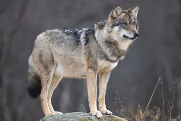 Deurstickers Large male grey wolf standing on a rock in the forest © kjekol