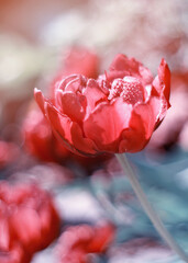 Czerwony kwiat, tulipan wiosenny  - obrazy, fototapety, plakaty
