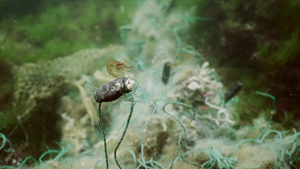 Baltic prawn shrimp sitting on a buoy lost fishing net on green algae in Black sea, Ghost gear pollution of Seas and Ocean. Black sea, Odessa, Ukraine - obrazy, fototapety, plakaty