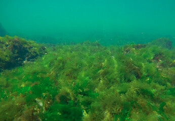 Fototapeta na wymiar Rock reef covered with green algae Sea Lettuces (Ulva maeotica) in Black sea, Odessa, Ukraine
