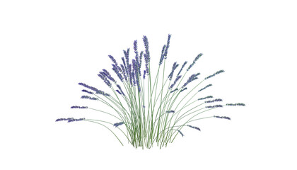 Lavender on Transparent Background. A Captivating and Versatile Design Element. 3D render.	
