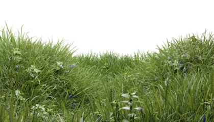 Hills with grass with dandelions on a transparent background. 3D rendering.