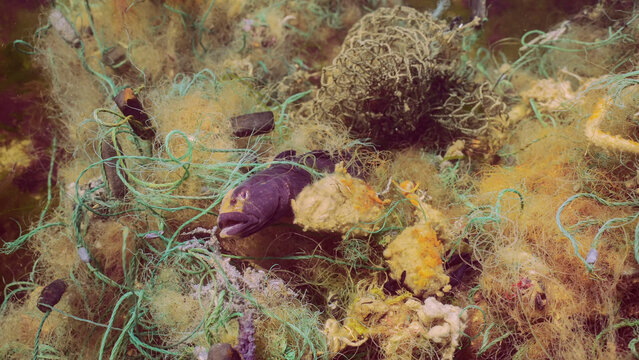 Dead Goby fish in lost fishing net lies on seabed on bright sunny day in Black sea, Ghost gear pollution of Seas and Ocean, Black sea, Odessa, Ukraine