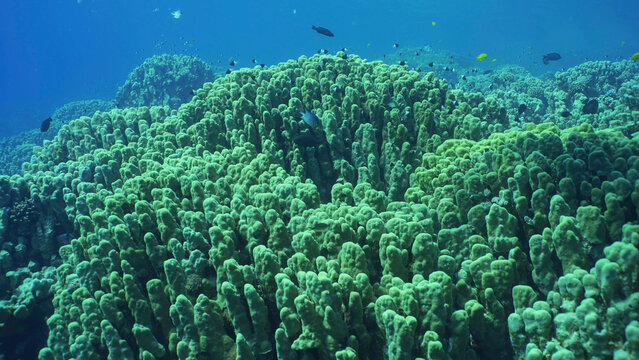 Hard corals colony Porites, school of colorful tropical fish swims above top of coral reef in brightly sun rays, Backlighting (Contre-jour) Red sea, Safaga, Egypt