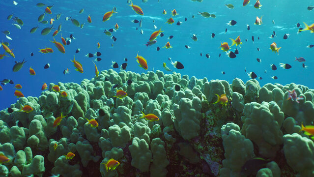 Hard corals colony Porites, school of colorful tropical fish swims above top of coral reef in brightly sun rays, Backlighting (Contre-jour) Red sea, Safaga, Egypt