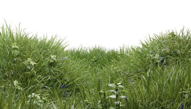 Hills with grass with dandelions on a transparent background. 3D rendering.