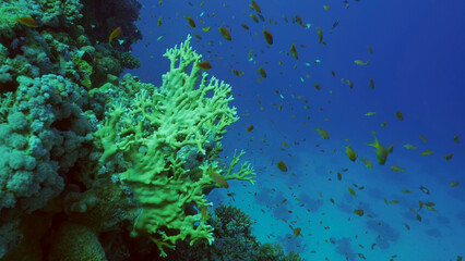 Fototapeta na wymiar Close up of beautiful tropical coral reef in coral garden at depth of sea colorful fish swims around reefs, Red sea, Safaga, Egypt
