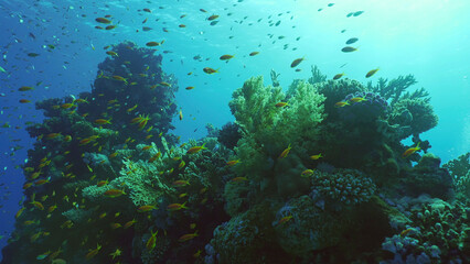 Beautiful tropical coral reef in coral garden in blue deep sea colorful fish swims around reefs, Red sea, Safaga, Egypt