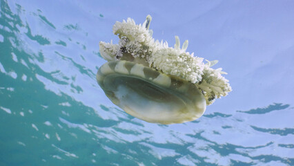 Close-up of Upside Down Jellyfish (Cassiopea andromeda) swimming dowm under surface of water reflected in it on bright sunny day on blue sky background, bottom view, Red sea, Egypt