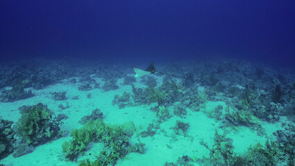 Fototapeta na wymiar Eagle ray slowly swims in depth over sandy and coral bottom, Red sea, Safaga, Egypt