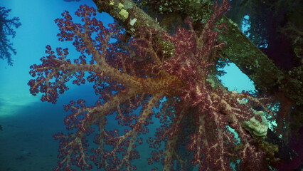 Bright multi-colored Soft Coral Dendronephthya hang in clusters from support of pier on brightly sunny day insunrays, Red sea, Safaga, Egypt
