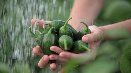 Hand washing green jalapeno peppers in palms under shower of water on farm. Background of green plants. Slow motion video at 120 fps. Codek Apple ProRes 422. High quality FullHD footage. - Powered by Adobe