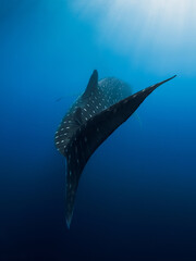 Shark tail in deep blue ocean. Silhouette of giant shark swimming underwater