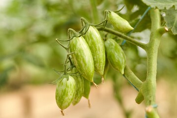 tomatoes on branches