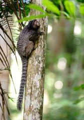 Tiny primate gazing into the distance from tree trunk with space for text
