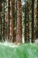 Fototapeta premium Devon Woodland