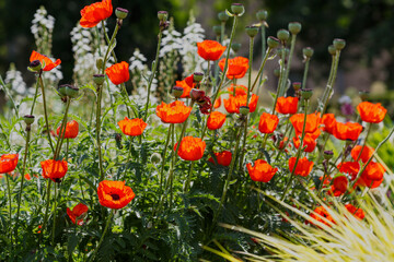 Oriental poppy flower. Papaver orientale is magnificent perennial plant in the garden