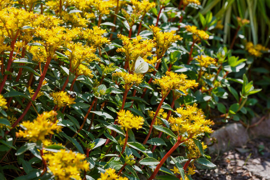 The butterfly collects nectar from the sedum flowers. Yellow flowers of sedum aizoon, or Aizopsis, or stonecrop in garden.