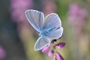 Blue butterfly on the meadow. Nice insects in Polish meadows.