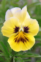 The wonderful world of plants. Pansy Tiger.