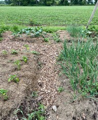 Vegetable garden