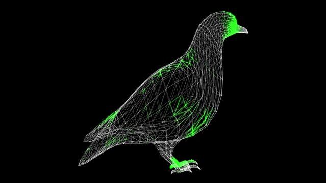 3D Dove scan on black bg. The bird pigeon is a symbol of peace and prosperity. Wild animals concept. Protection of the environment. For title, text, presentation. 3d animation 60 FPS