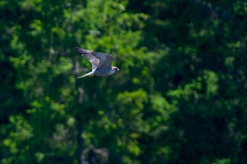 Peregrine falcon hunting birds in the sky - 619054205
